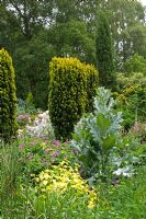 Summer border with Onopordum arcanthium, Taxus baccata  'Aurea', Geranium and  Melissa officinalis  'Aurea'. Hillbark, Bardsey, Yorkshire NGS
 