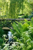 Natural pond with Ferns, Anthriscus sylvestris - Cow parsley and  Salix - Weeping willow tree. Wooden bridge. Hillbark, Bardsey, Yorkshire NGS 
 