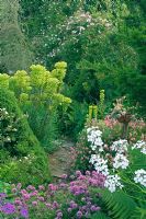 Early summer garden. Borders of Geranium, Phuopsis stylosa, Helianthemum, Euphorbia, Hesperis matronalis. Echeveria in raised terracotta pot. Hillbark, Bardsey, Yorkshire NGS 
