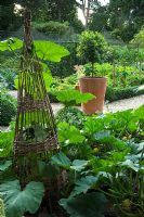 Organic kitchen garden in July. Cane wigwams with Squash. Courgettes, terracotta pot planted with standard Laurus nobilis -  Bay tree. Norfolk, UK