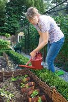 Organic kitchen garden. Woman watering vegetables in raised bed. Norfolk, July