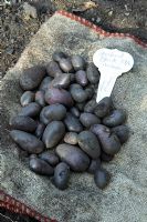 Black shetland Potatoes. Norfolk, July