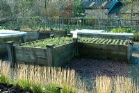 Raised bed in the vegetable garden sown with winter tares, a green manure - RHS Rosemoor