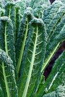 Brassica 'Black Tuscany' - RHS Rosemoor