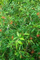 Grevillea victoriae - RHS Rosemoor