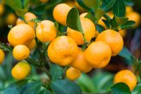 Calamondin orange
