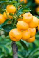Calamondin orange