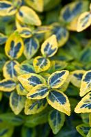 Euonymus fortunei 'Emerald and Gold'