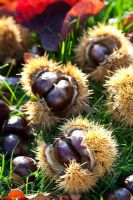 Castanea sativa 'Doree de Lyon' - Fallen chestnuts