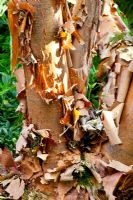 Acer griseum - Paperbark Maple