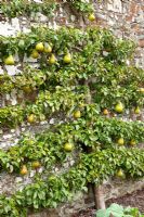 Pyrus 'Doyenne de Comice' - Trained pear tree against old brick wall