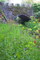 Long grass full of wildflowers. Red campions, Alkanet and bluebells softens the intense colours of Rhododendrons and Azaleas, crenellated bridge beyond - Lukesland, Harford, Ivybridge, Devon