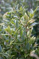 Sarcococca ruscifolia var. chinensis