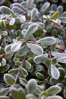 Arctostaphylos uva-ursi 'Massachusetts' with frost