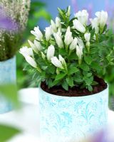 Gentiana 'White Magic' in decorative pot