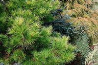 The golden Pinus radiata, Cupressus macrocarpa 'Saligna Aurea', Abies pinsapo 'Soltau' and weeping Picea abies 'Frohburg'