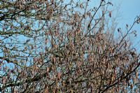 Alnus glutinosa - the Common Alder in flower mid February