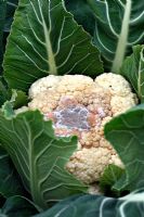 Cauliflower - Penduick F1 showing frost damage