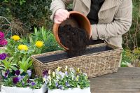 Planting Ranunculus, Primula and Viola in a basket container - Filling container with compost