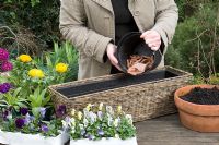 Planting Ranunculus, Primula and Viola in a basket container - Filling container with broken pieces of terracotta for drainage 
