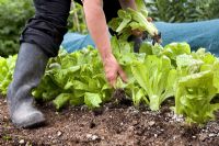 Harvesting lettuces 