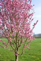 Double flowered, Prunus 'Kanzan' - John Massey's Garden Ashwood