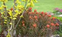 Euphorbia griffithii 'Dixter' - John Massey's Garden NGS, Ashwood, West Midlands