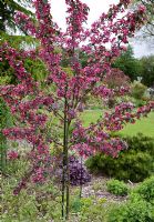 Malus 'Scarlett'  - Crab Apple tree in May.  John Massey`s Garden Ashwood (NGS) West Midlands