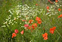 Wild flowers. Papaver - Poppies and Argyranthemum - Daisy in June.  John Massey's Garden Ashwood (NGS) West Midlands