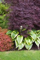 Acer dissectum 'Atropurpurem' under planted with Hosta and Berberis in May. John Massey's Garden Ashwood (NGS) West Midlands