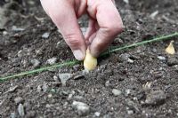 Planting Allium cepa - Japanese Onion sets 15cm apart against a line