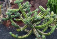 Myrtillocactus cochal - Candelabra Cactus, at the  Jardin de Cactus, Lanzarote
