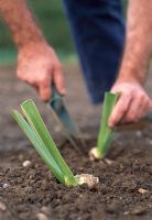 Dividing Irises. Step 5. Plant the divided clumps at the same depth as before, directly in the soil. Water thoroughly to settle the soil around the roots.