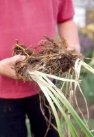 Dividing Hemerocallis - Day lilies. Step 3. The youngest, healthiest roots are the ones towards the edge of the clump. Roots at the centre will have become woody and can be discarded.