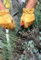 Pruning Lavandula - Lavender. Prune stems back to a visible shoot.
