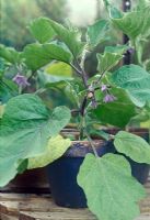 Pot grown Aubergine