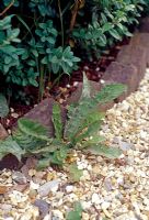 Taraxacum officinale - Dandelion in gravel against brick border 