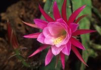 Epiphyllum - Orchid cactus in flower