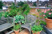 Roof garden with containers of Rosa, Hosta and Fragaria, wooden furniture and low brick wall - Amsterdam, Holland 