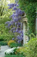 Wisteria sinensis growing against house wall