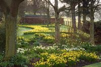 Spring border with Narcissus and beech hedge - Sheephouse, Painswick, Gloucestershire
