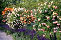 Rosa 'Concerto', Rosa 'Bessy', Rosa 'Ghislaine de Feligonde' and Rosa 'Sahara' growing on metal supports and underplanted with Salvia nemorosa