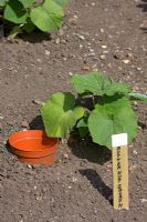 Sunken pot to aid watering Butternut Squash plant