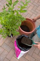Elevated view of potting a Blueberry plant
