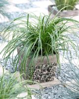Carex morrowii 'Silver Sceptre' in pot - Sedge