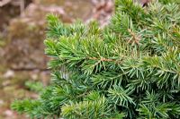 Juniperus taxifolia var Lutchuensis