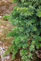 Juniperus taxifolia var Lutchuensis