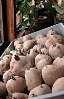 Chitting seed Potato 'Lady Christl' on a windowsill - good short and strong shoots and ready for planting