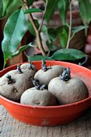 Chitting seed Potato 'Arran Victory' on a windowsill - good short and strong shoots and ready for planting