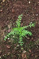 Common Garden Weeds. Coronopus squamatus - Swine Cress